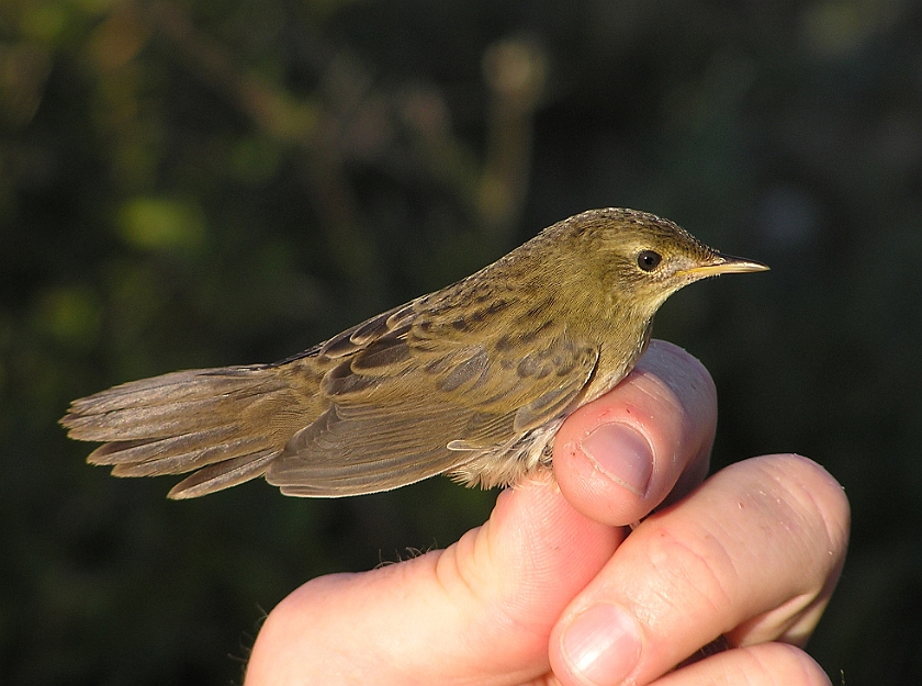 Common Grasshopper Warbler, Sundre 20080731